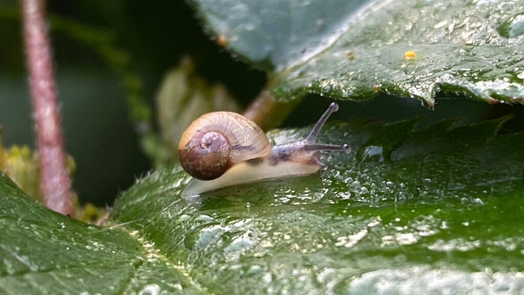 snel on the leaf