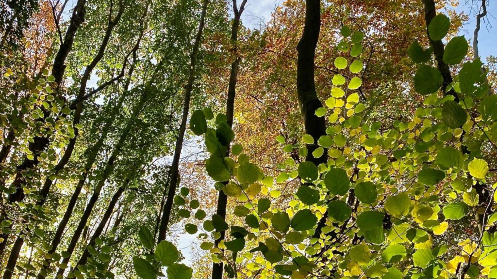 forest