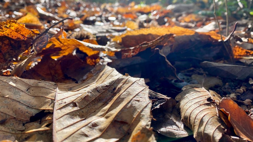 dry leaves