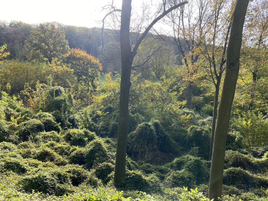 forest